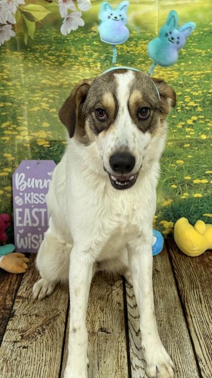 Enlarge Popeye, a Adoptable mixed breed in Balch Springs, TX image 3/3