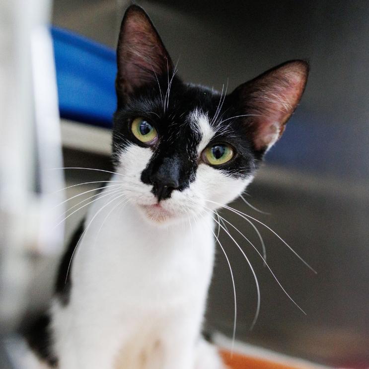 Enlarge Mittens, a Adoptable Domestic Short Hair in Valdosta , GA image 1/5