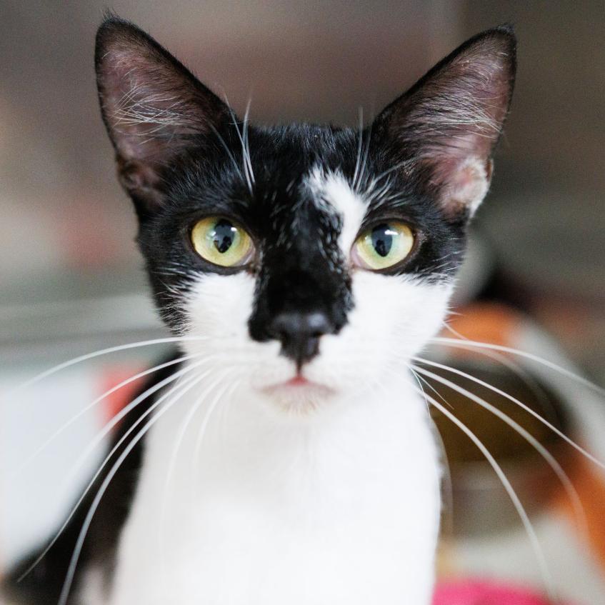 Enlarge Mittens, a Adoptable Domestic Short Hair in Valdosta , GA image 2/5