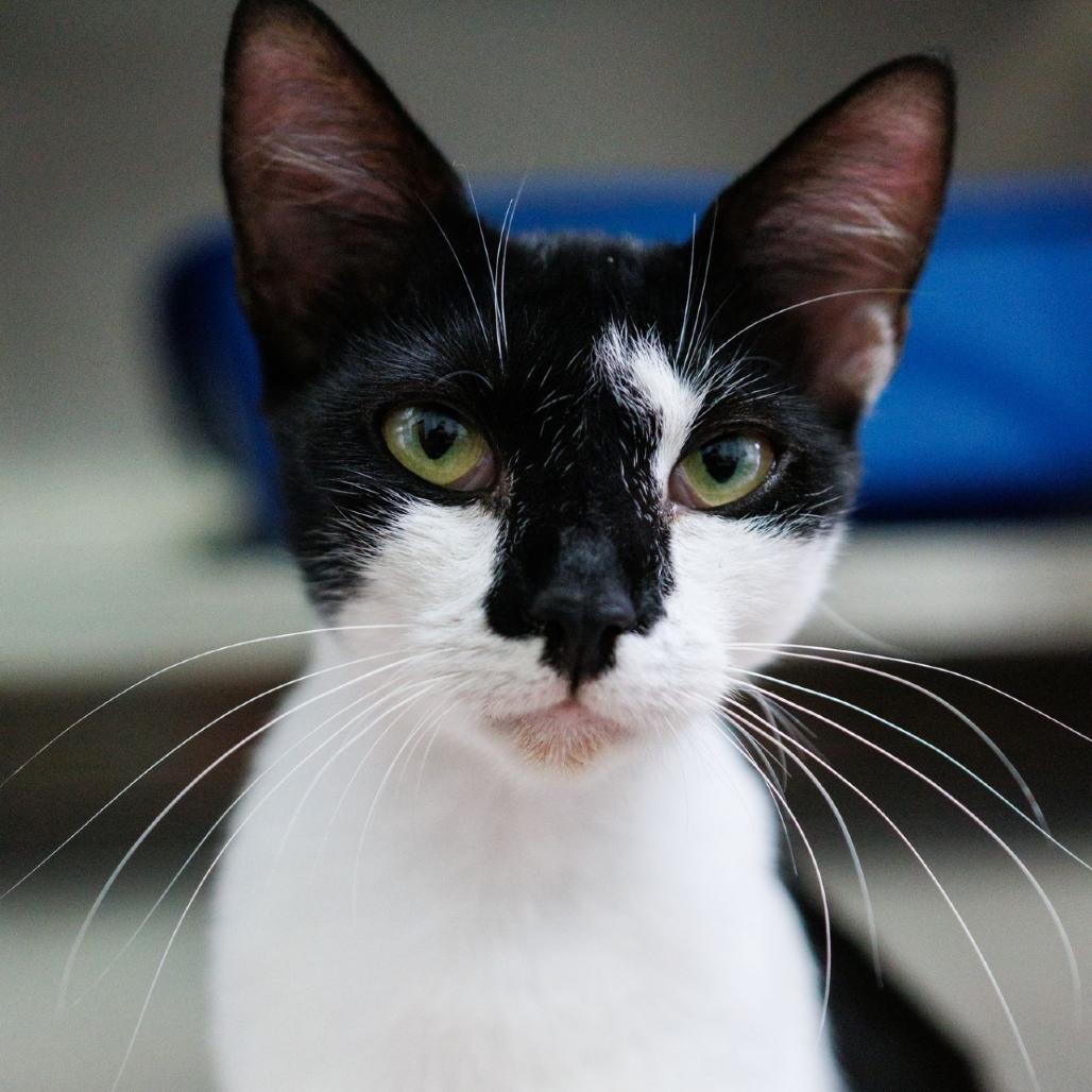 Enlarge Mittens, a Adoptable Domestic Short Hair in Valdosta , GA image 3/5