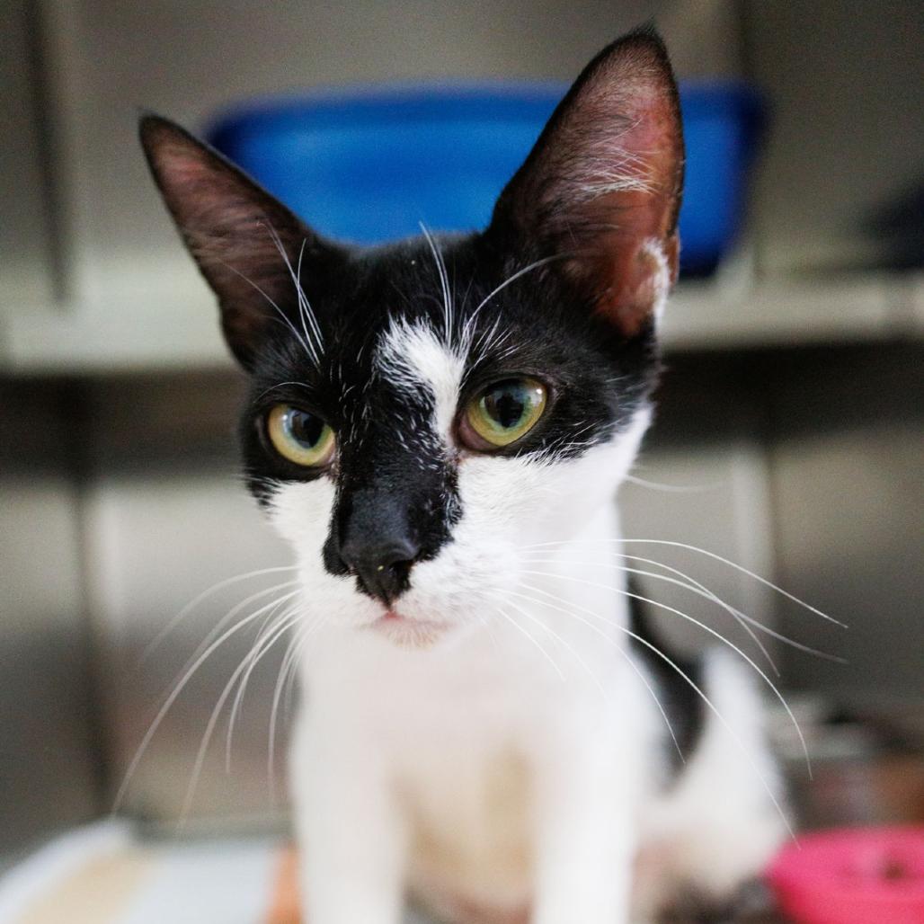 Enlarge Mittens, a Adoptable Domestic Short Hair in Valdosta , GA image 4/5