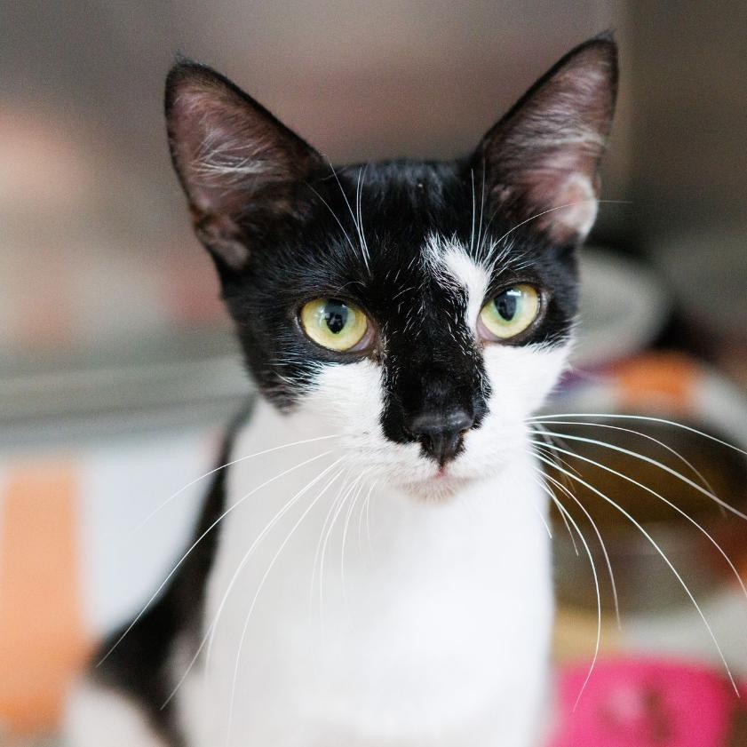 Enlarge Mittens, a Adoptable Domestic Short Hair in Valdosta , GA image 5/5