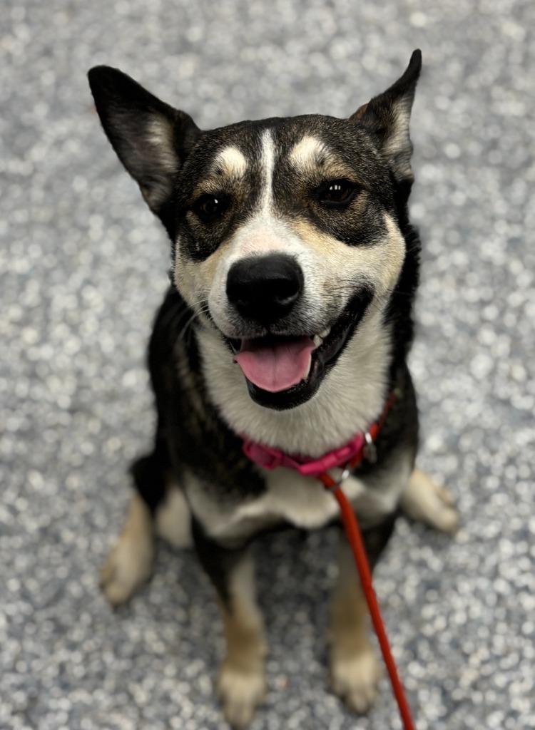 Butter Cup, Adoptable, Young Female Siberian Husky & Mixed Breed.