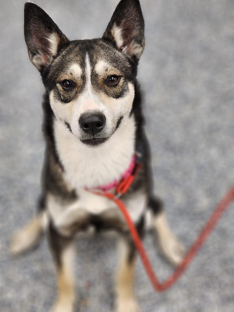 Enlarge Butter Cup, a Adoptable mixed breed in Carthage, MO image 2/2