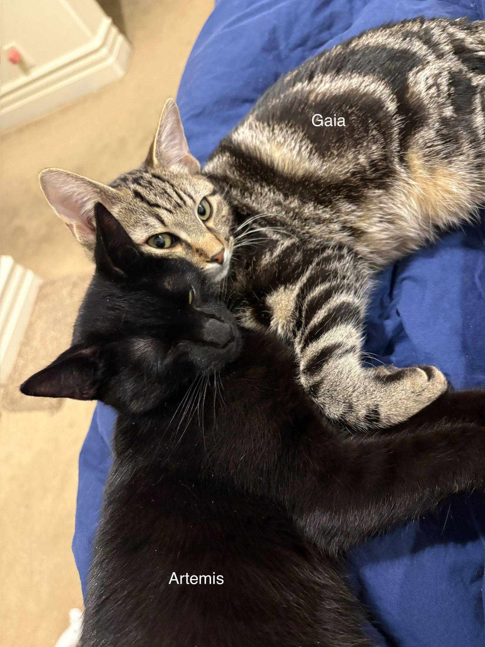 Artemis, Adopted, Kitten Male Domestic Short Hair.