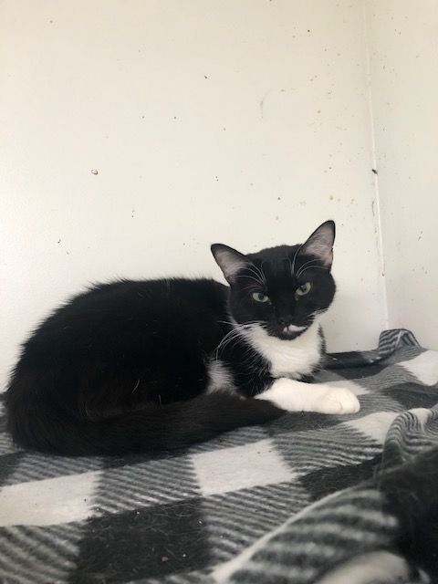 OREO!, a Adoptable Tuxedo in Owensboro, KY image 2/5