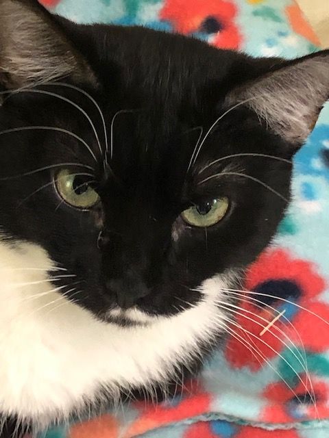 OREO!, a Adoptable Tuxedo in Owensboro, KY image 3/5