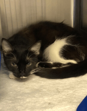 OREO!, a Adoptable Tuxedo in Owensboro, KY image 4/5