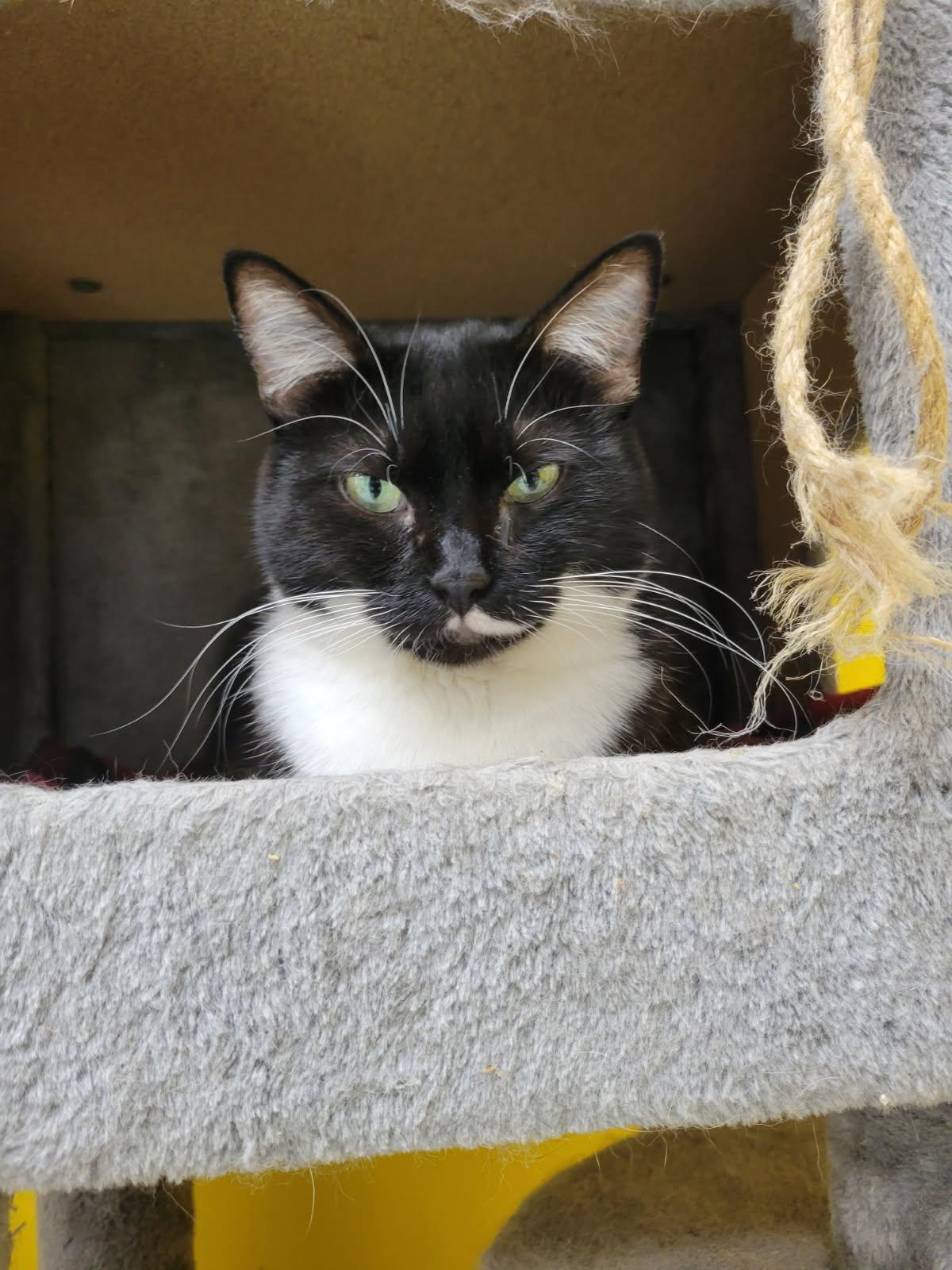 OREO!, a Adoptable Tuxedo in Owensboro, KY image 1/5