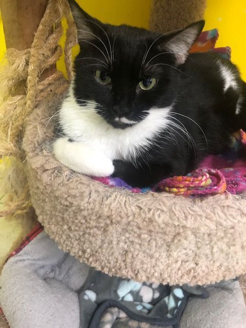 OREO!, a Adoptable Tuxedo in Owensboro, KY image 5/5
