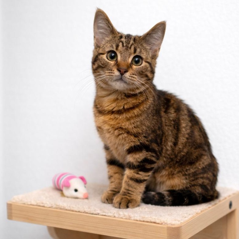 Enlarge Zuri, a ADOPTABLE mixed breed in Andover, MN image 1/3