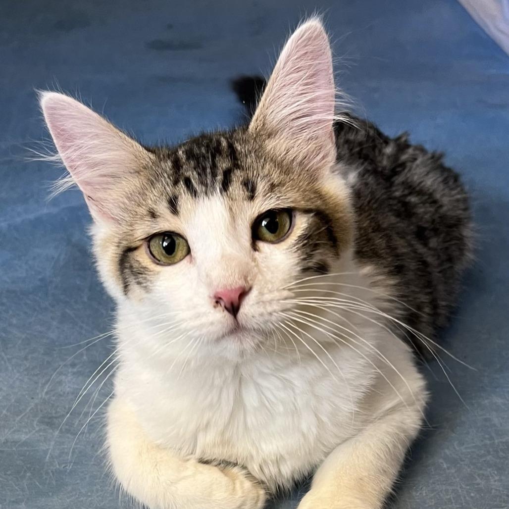 Mr. Darcy, Adoptable, Kitten Male Domestic Long Hair.