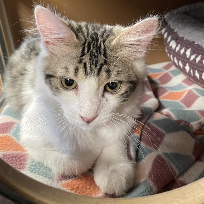 Enlarge Mr. Darcy, a Adoptable Domestic Long Hair in Laramie, WY image 2/2