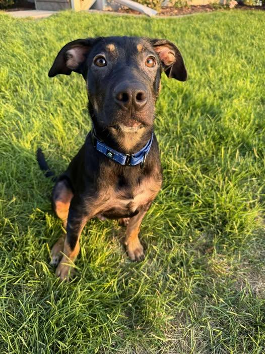 Buck, an adoptable Shepherd in Grand Island, NE, 68801 | Photo Image 2