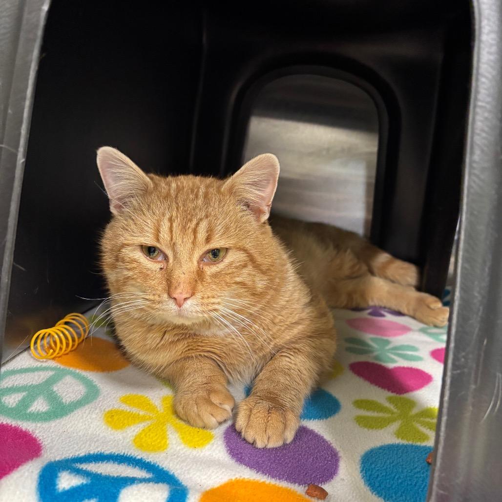 Enlarge Hank, a Adoptable Domestic Short Hair in Brookfield, MO image 1/1