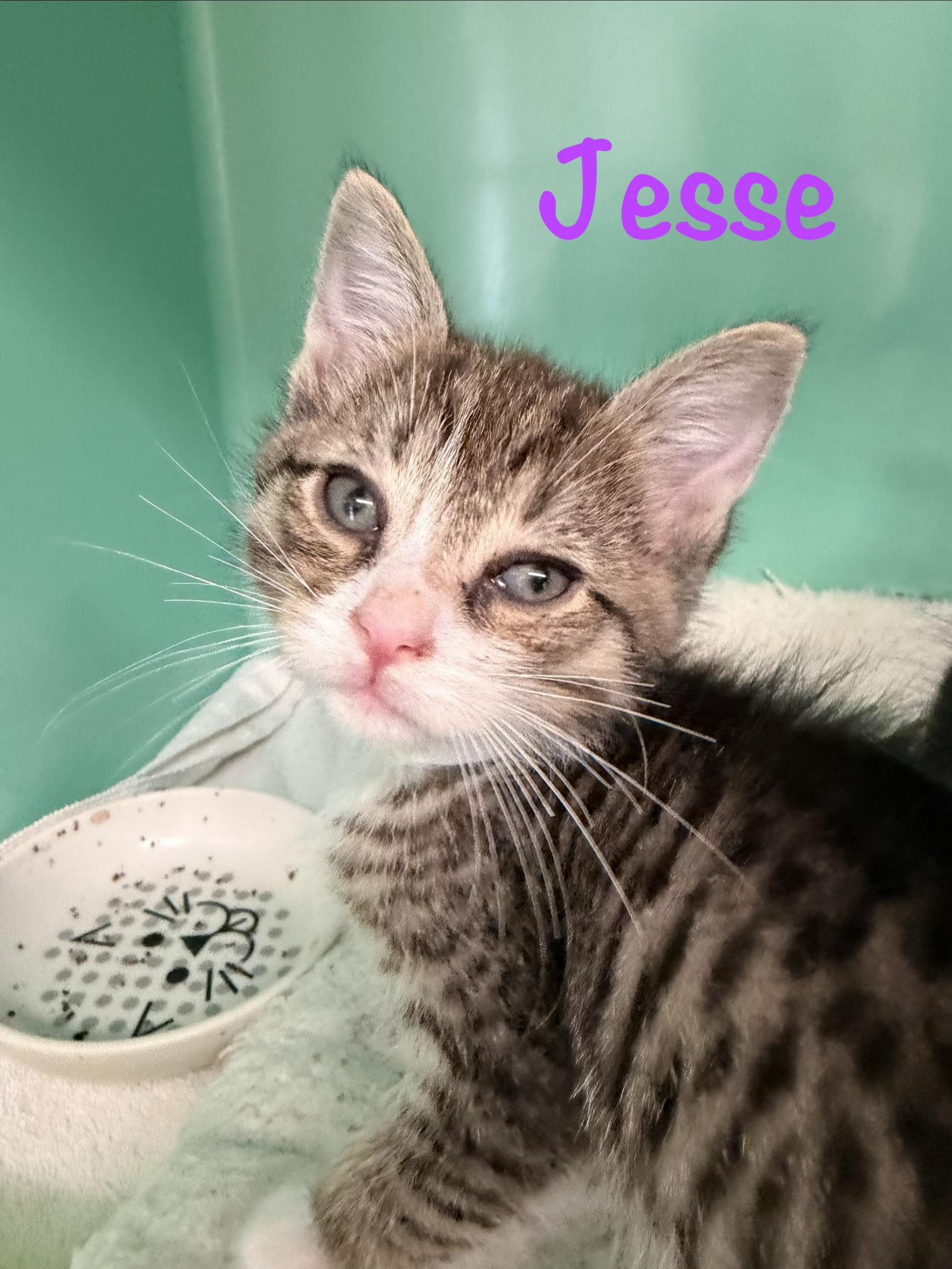 Jesse, a ADOPTABLE Tabby in Crescent City, CA image 1/2