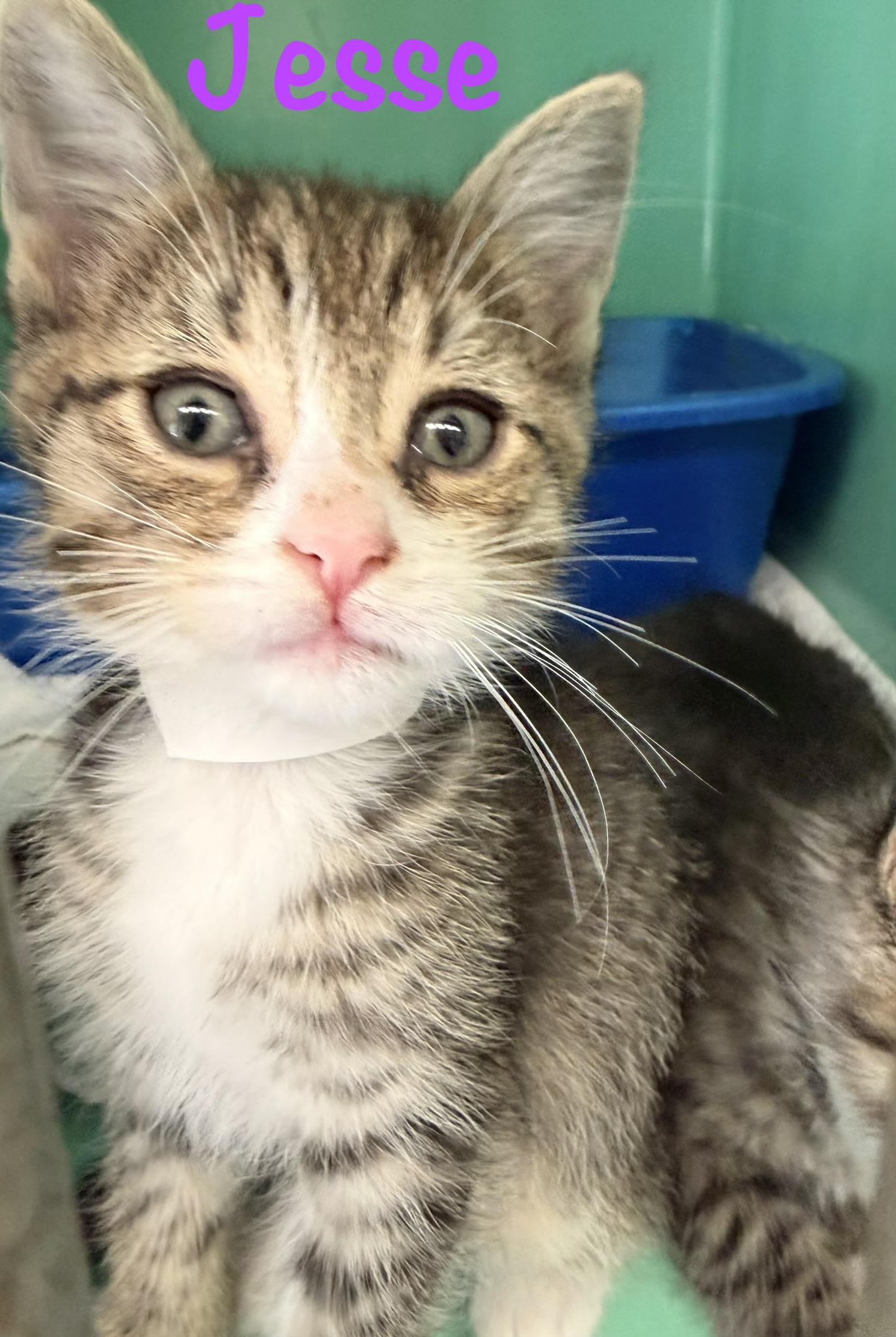 Jesse, a ADOPTABLE Tabby in Crescent City, CA image 2/2