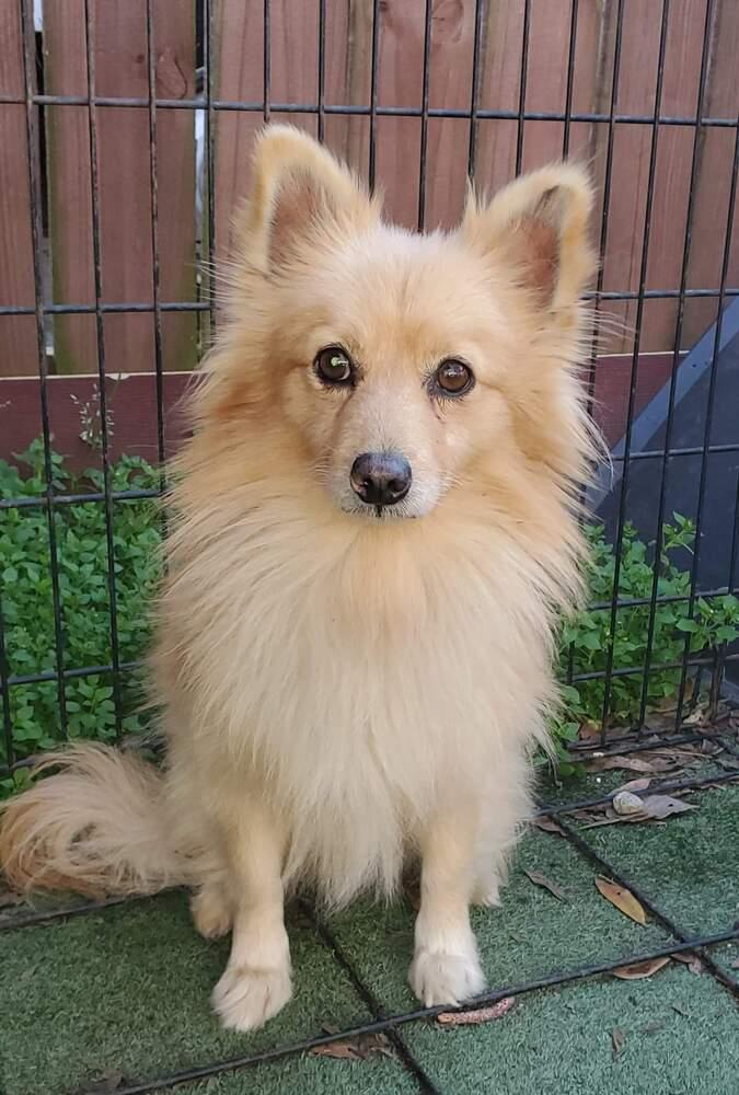 Sam, Adopted, Adult Male Pomeranian.