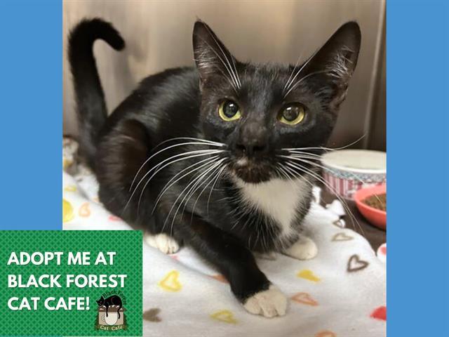 Enlarge CLARICE, a Adoptable Domestic Short Hair in Fort Wayne, IN image 1/1