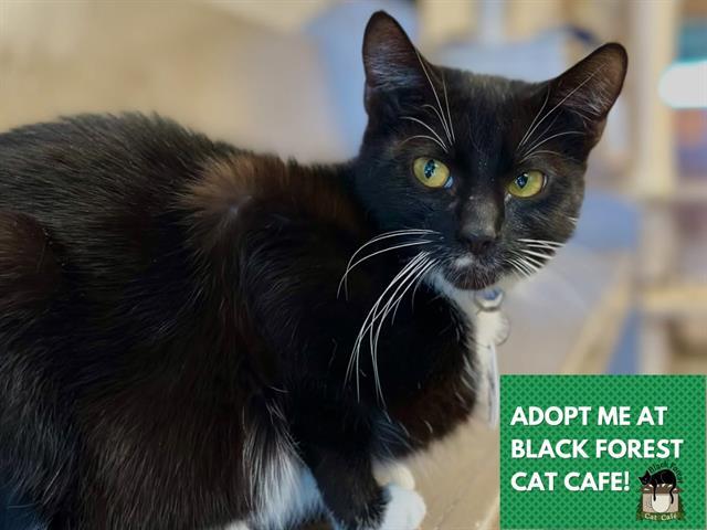 Enlarge CLARICE, a Adoptable Domestic Short Hair in Fort Wayne, IN image 1/1