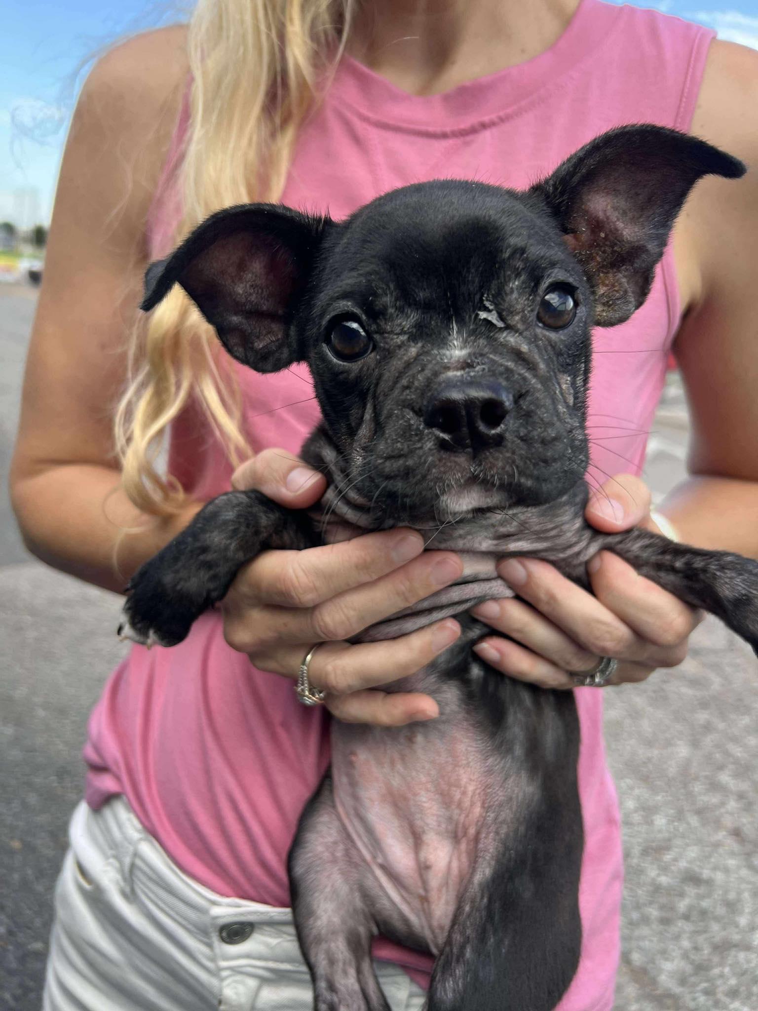 Lucy (Mindy-fostered in TN), Baby Female unknown