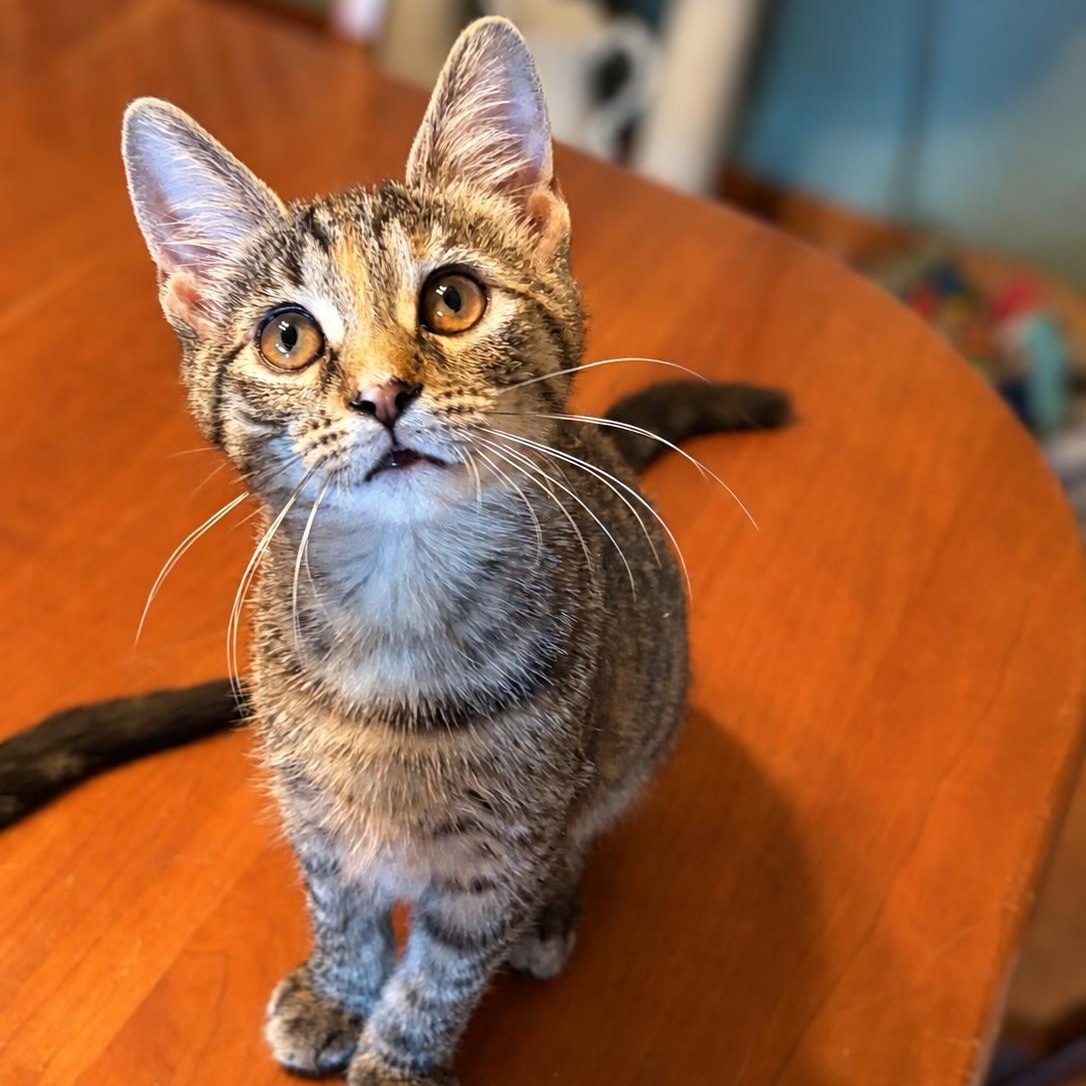 Ginger, Adoptable, Kitten Female Domestic Short Hair.