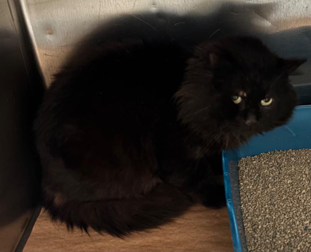 Lanny, Adoptable, Adult Male Domestic Short Hair.