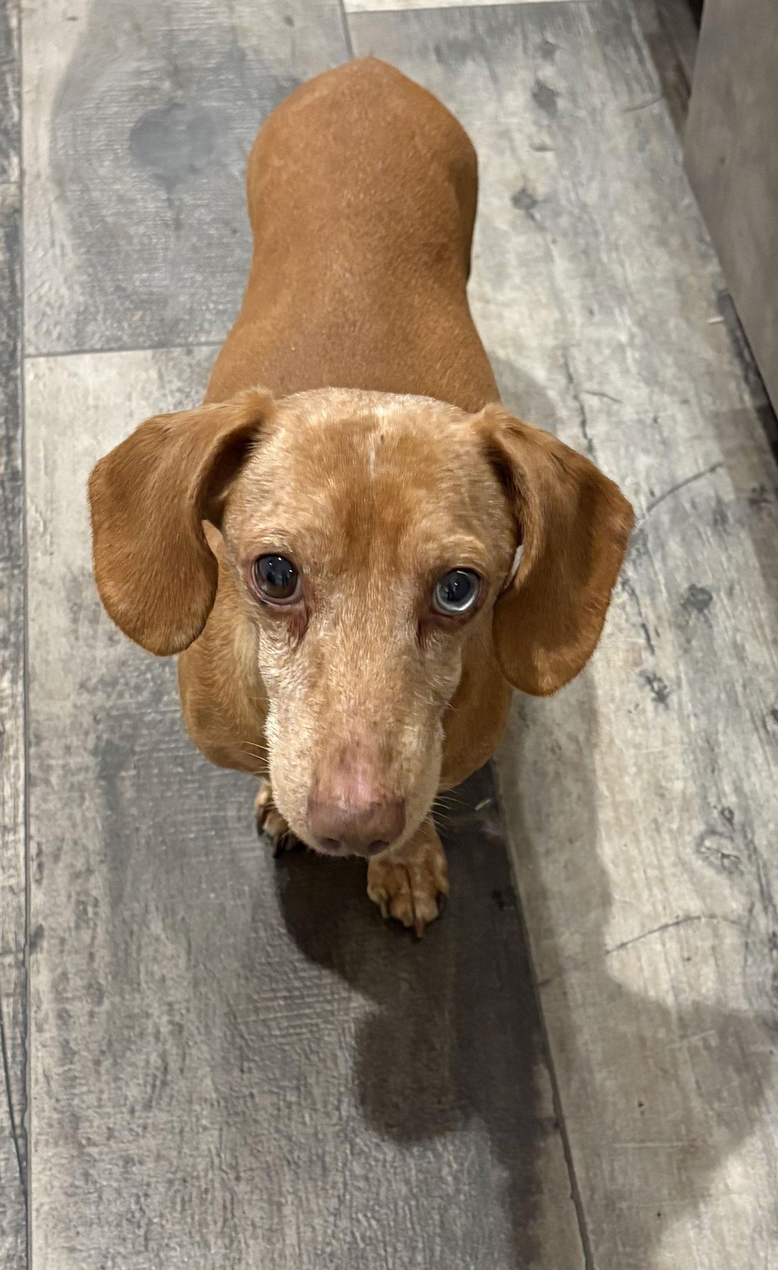 Kiko, Adoptable, Adult Male Dachshund.