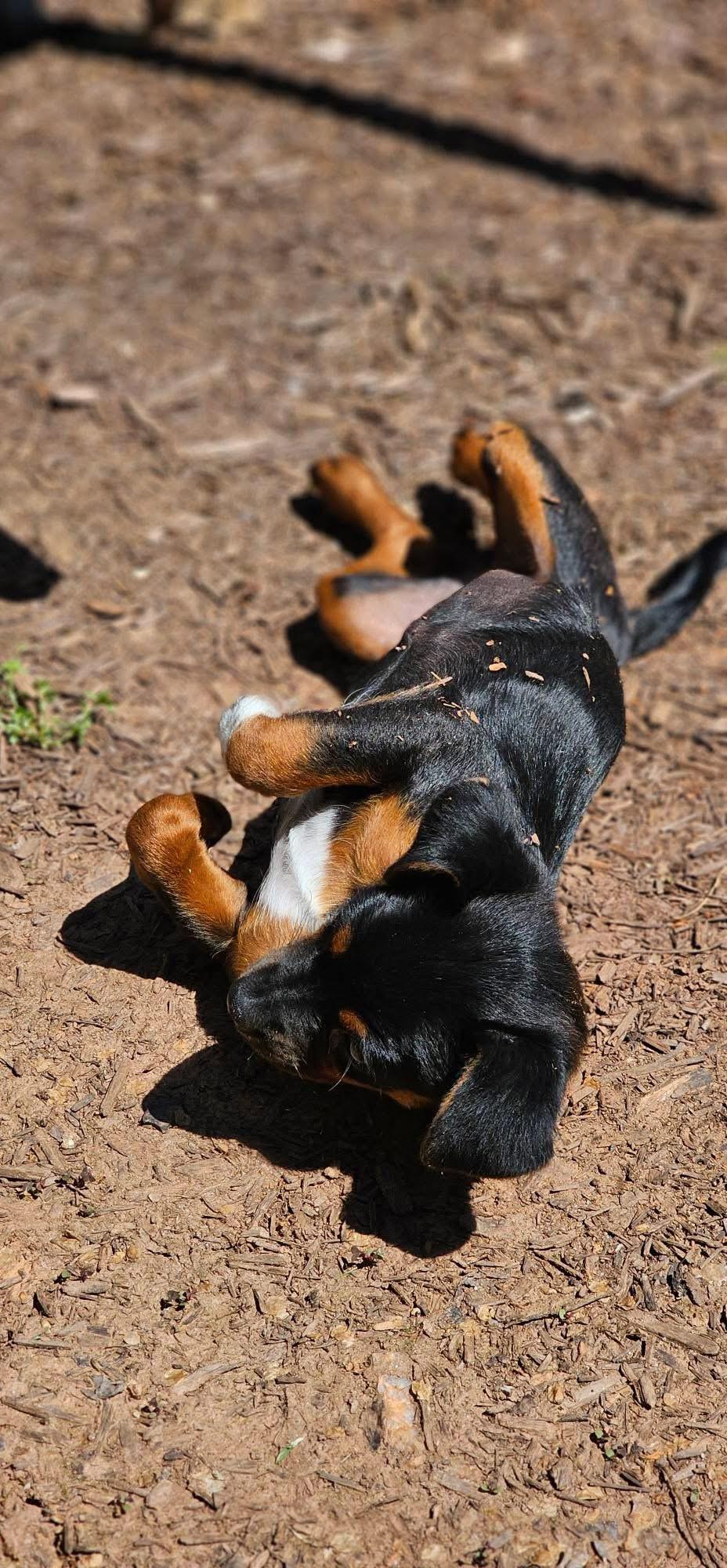 Enlarge Gidget, an adopted mixed breed in Warrenton, VA image 6/6