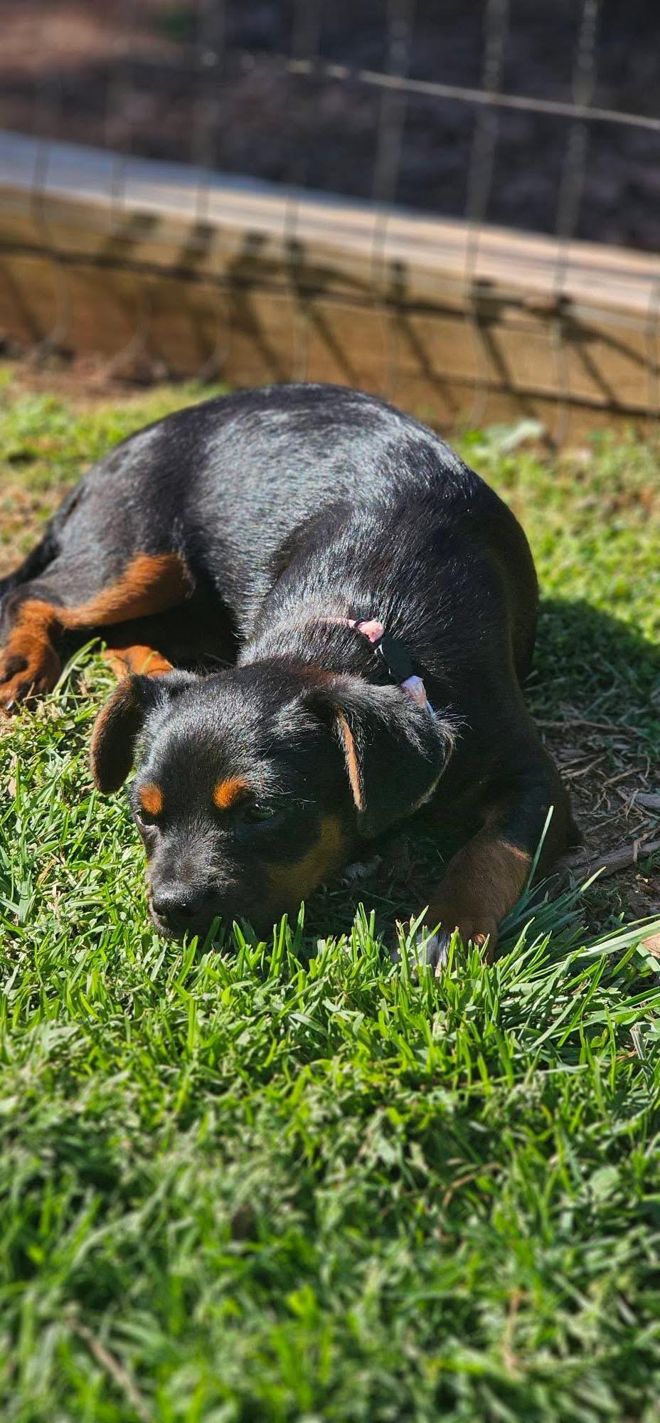 Enlarge Gidget, an adopted mixed breed in Warrenton, VA image 5/6