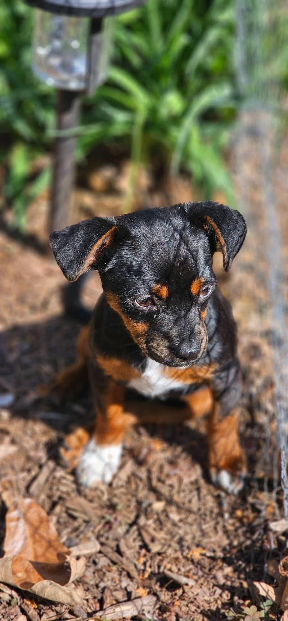 Enlarge Gidget, an adopted mixed breed in Warrenton, VA image 3/6