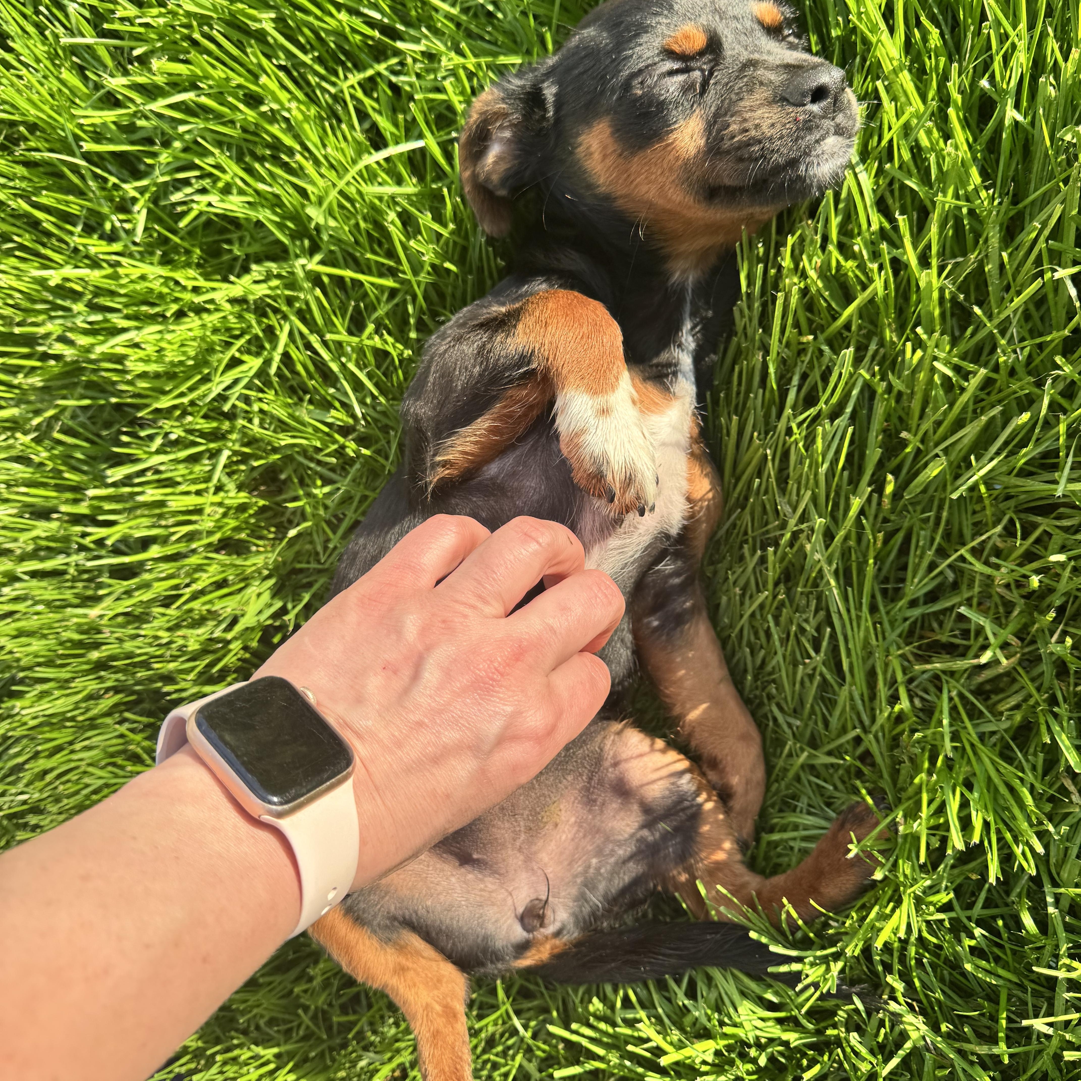 Enlarge Gidget, an adopted mixed breed in Warrenton, VA image 2/6
