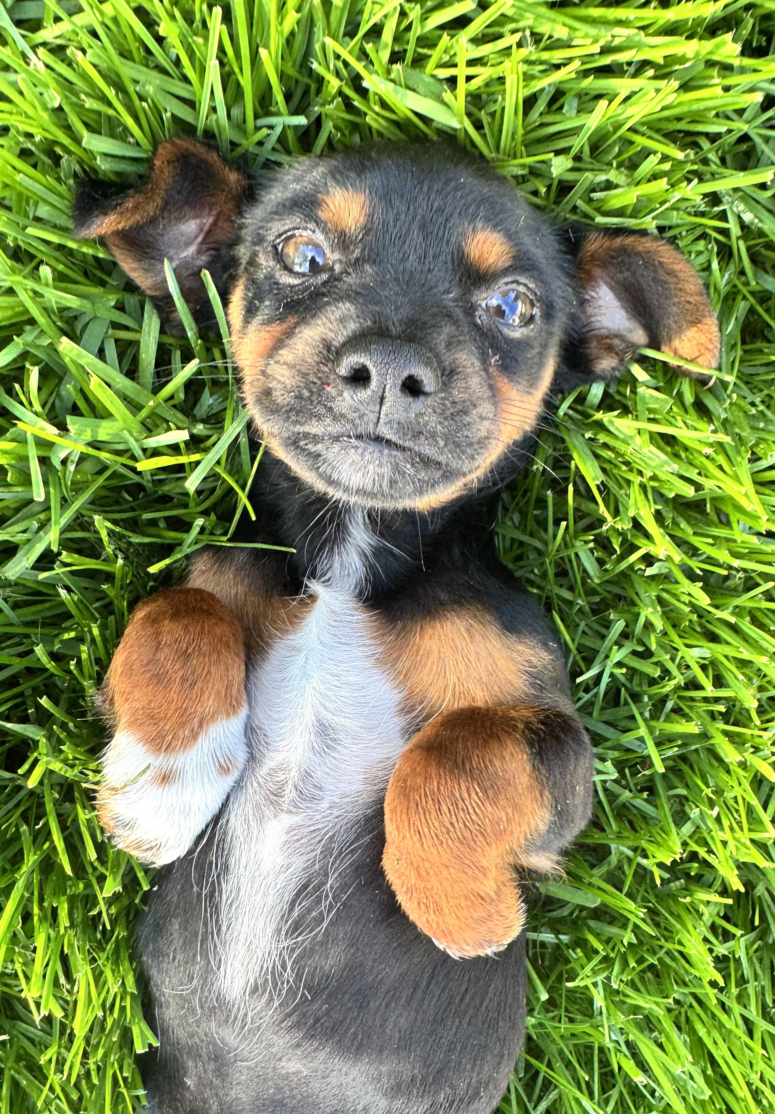Gidget, adopted, Puppy Female Schnauzer.