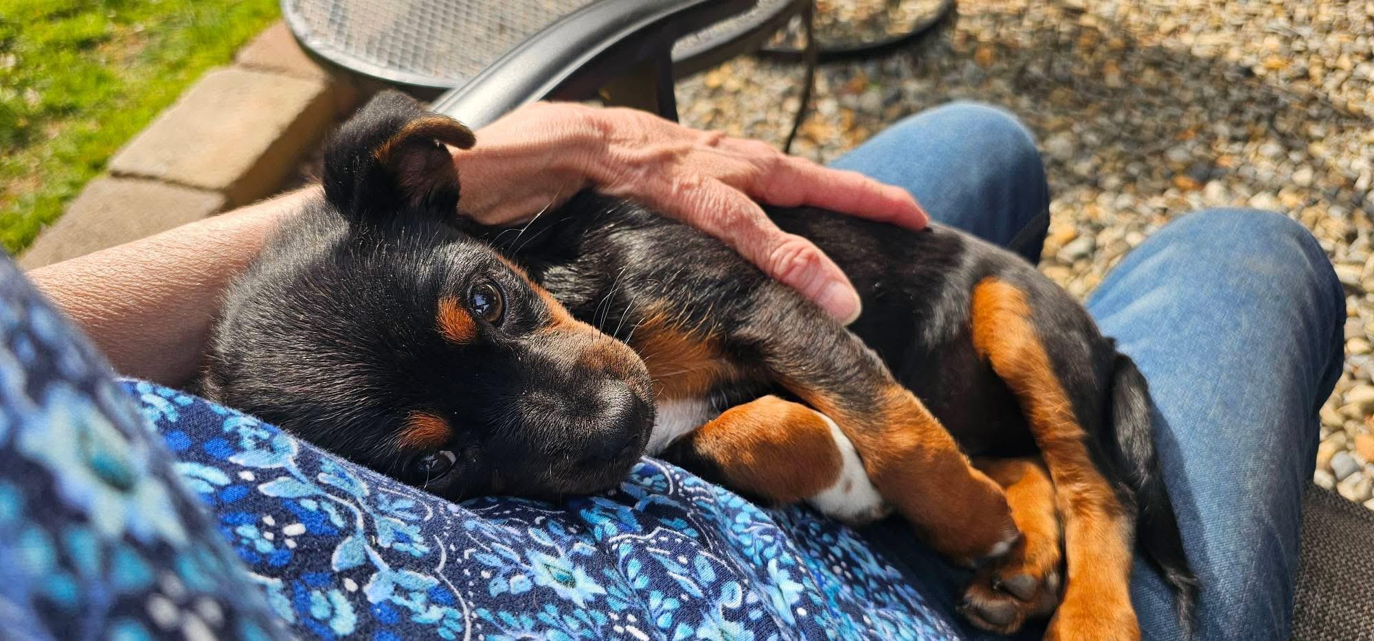 Enlarge Gidget, an adopted mixed breed in Warrenton, VA image 4/6