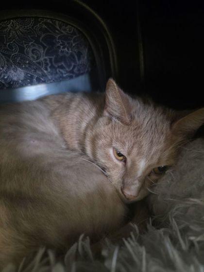 Mango, Adoptable, Adult Male Domestic Short Hair & Domestic Short Hair.