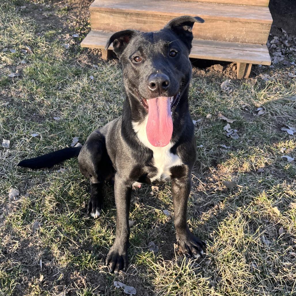 Enlarge Malkshake , a ADOPTABLE mixed breed in Kansas City, KS image 1/1