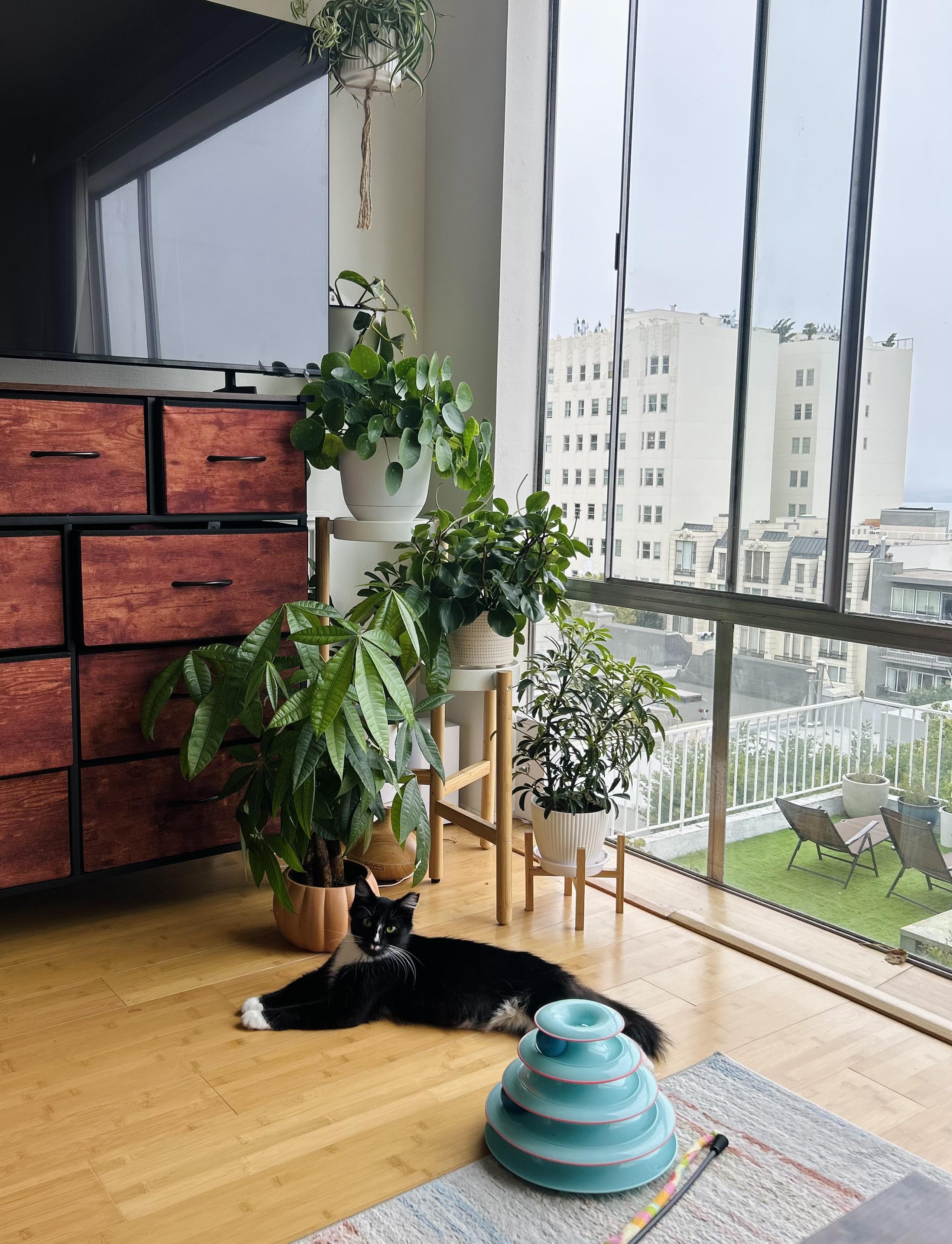 Enlarge Dot (confident / social / loving), an adopted mixed breed in San Jose, CA image 2/5