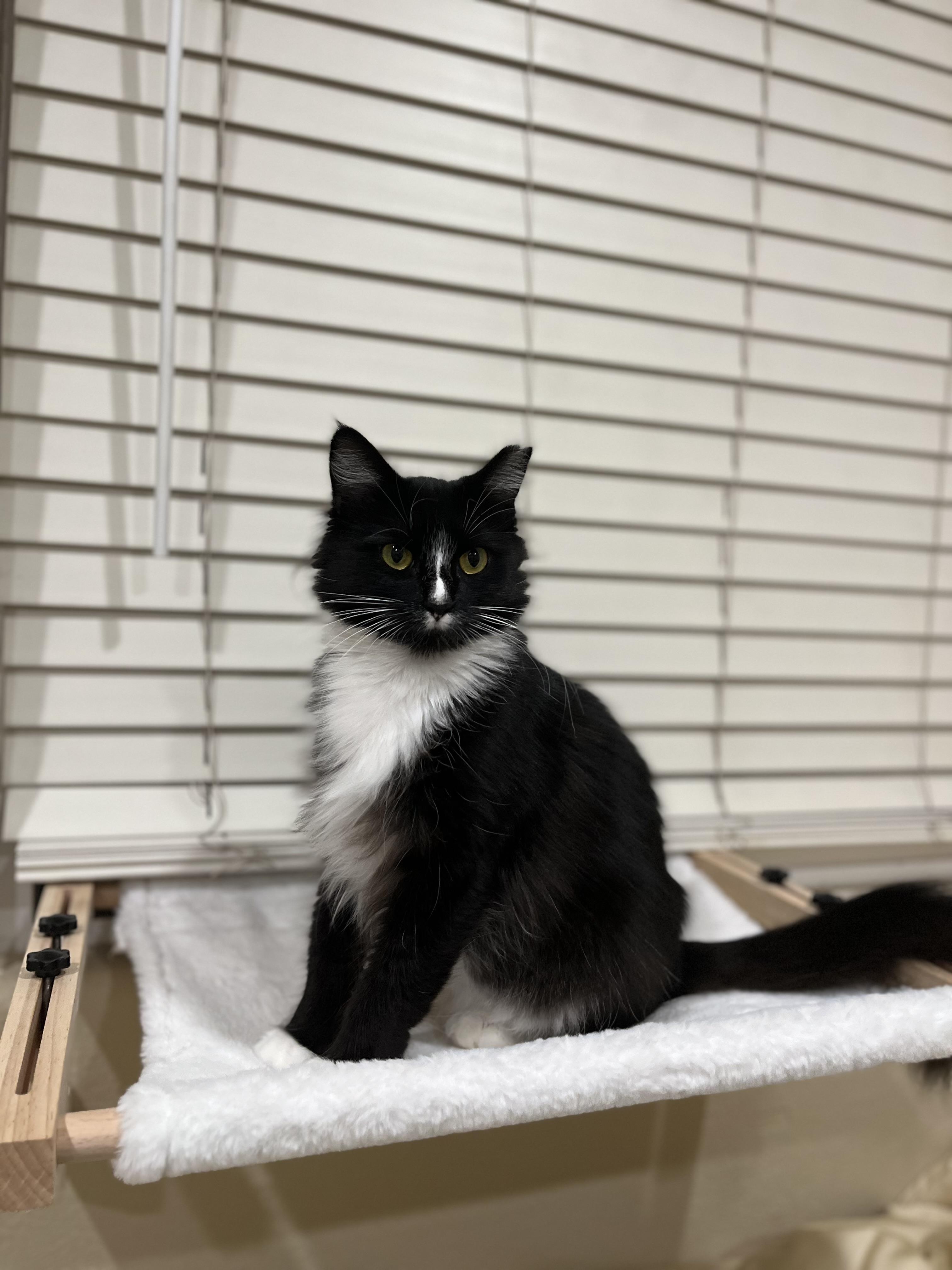 Dot (confident / social / loving), adopted, Adult Female Tuxedo & Domestic Medium Hair.