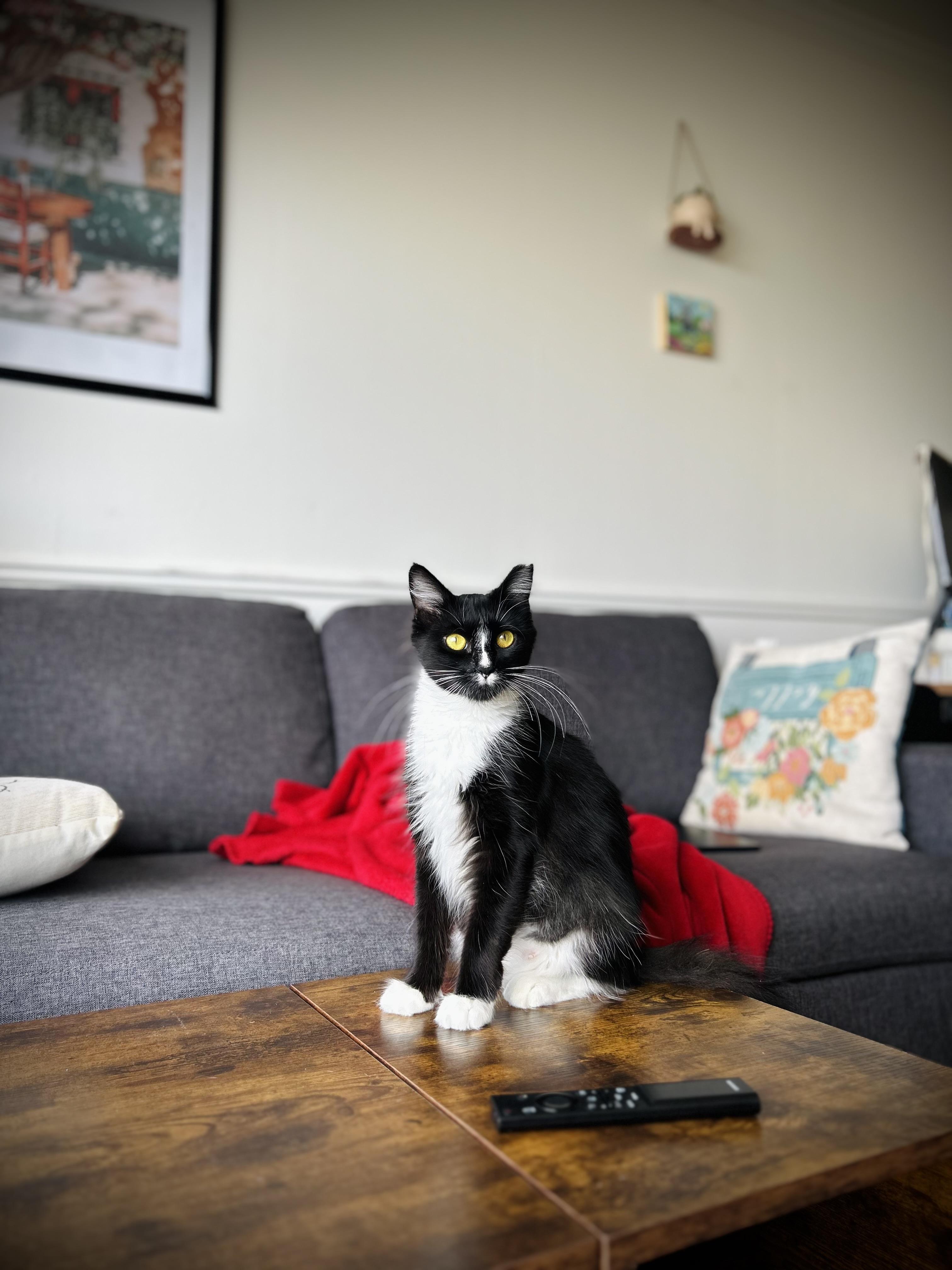 Enlarge Dot (confident / social / loving), an adopted mixed breed in San Jose, CA image 3/5