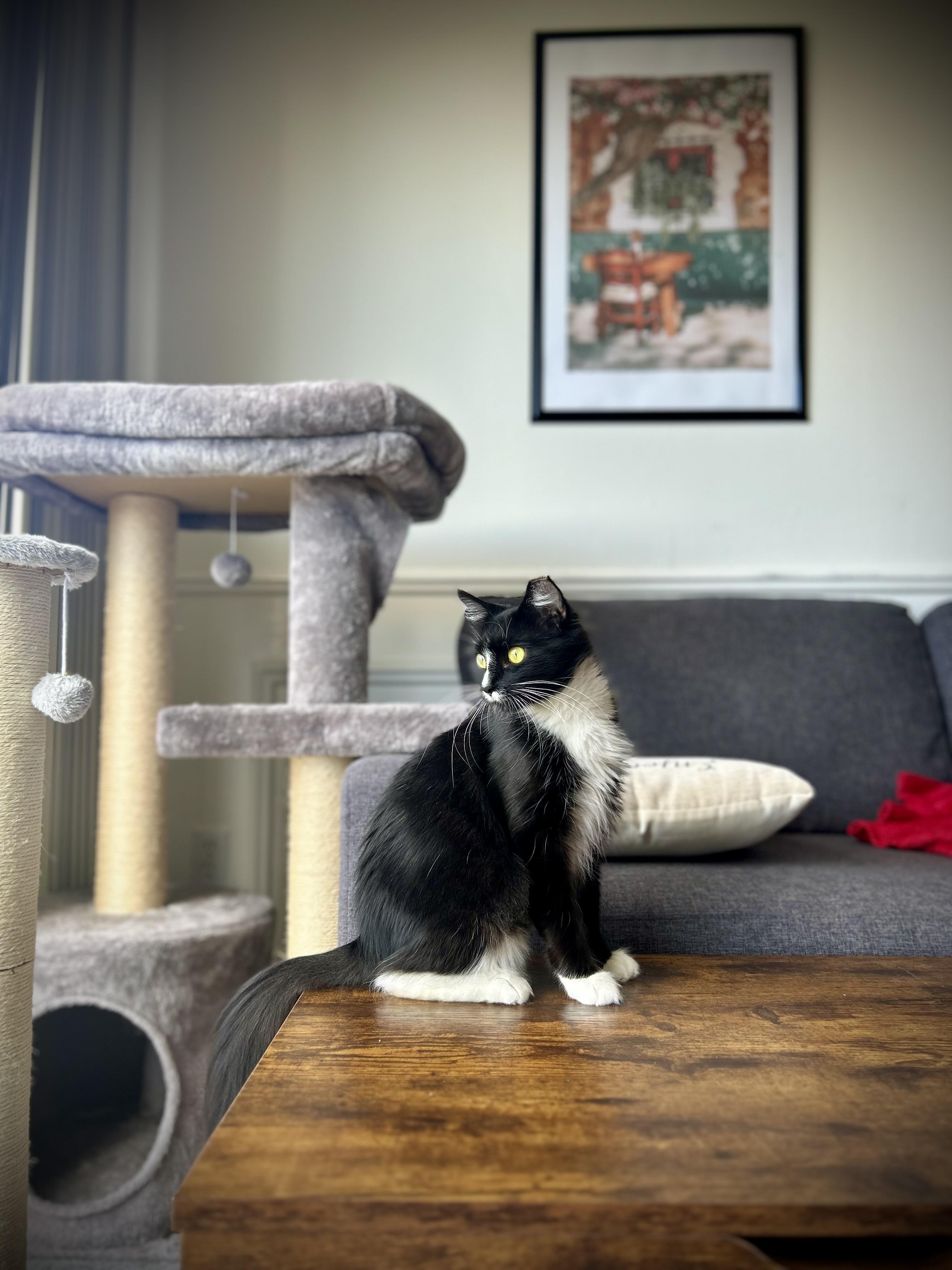 Enlarge Dot (confident / social / loving), an adopted mixed breed in San Jose, CA image 4/5