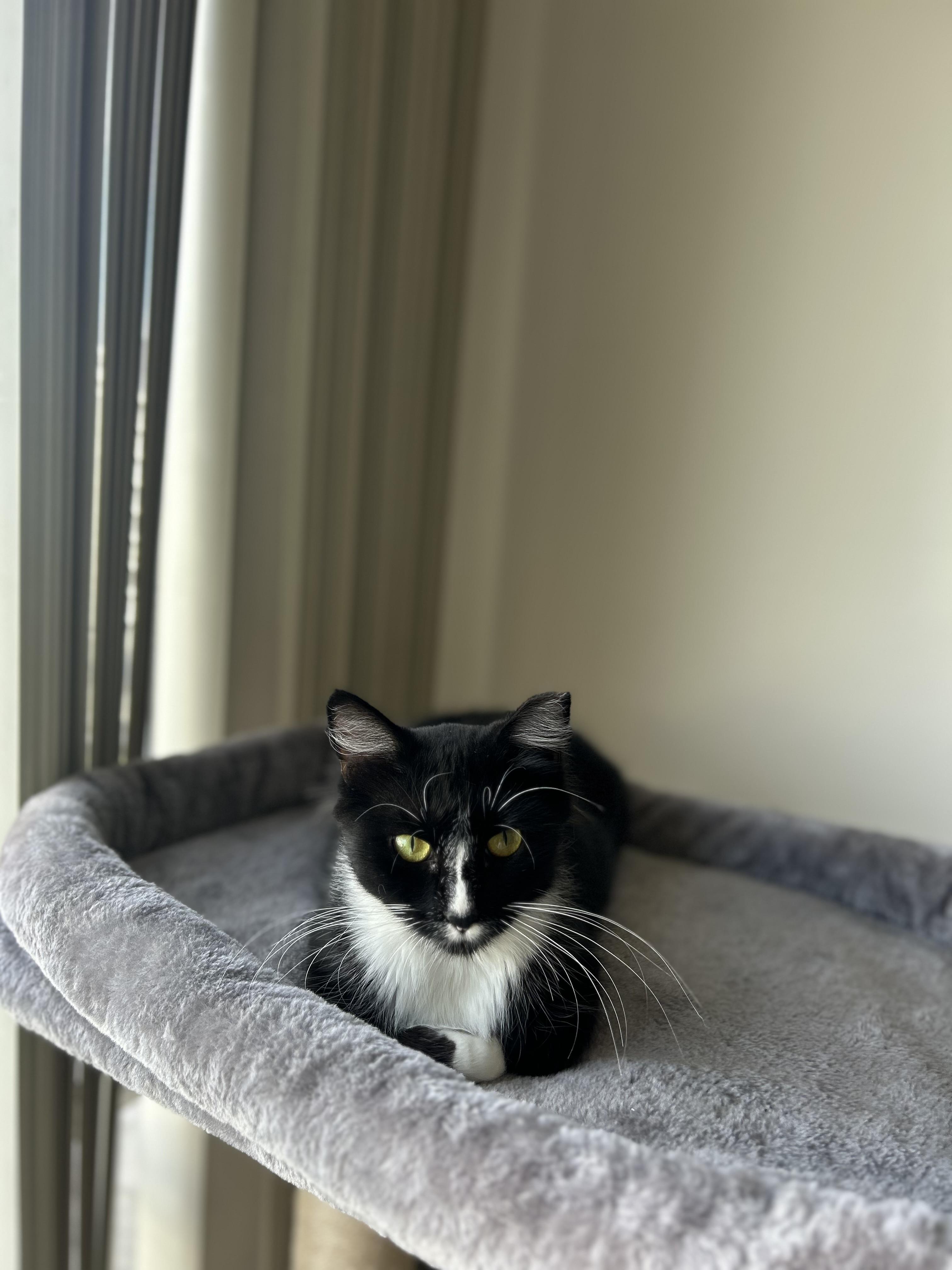 Enlarge Dot (confident / social / loving), an adopted mixed breed in San Jose, CA image 5/5