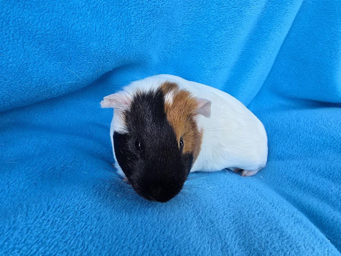 Snickerdoodle & Penny, Adopted, Young Female Guinea Pig.