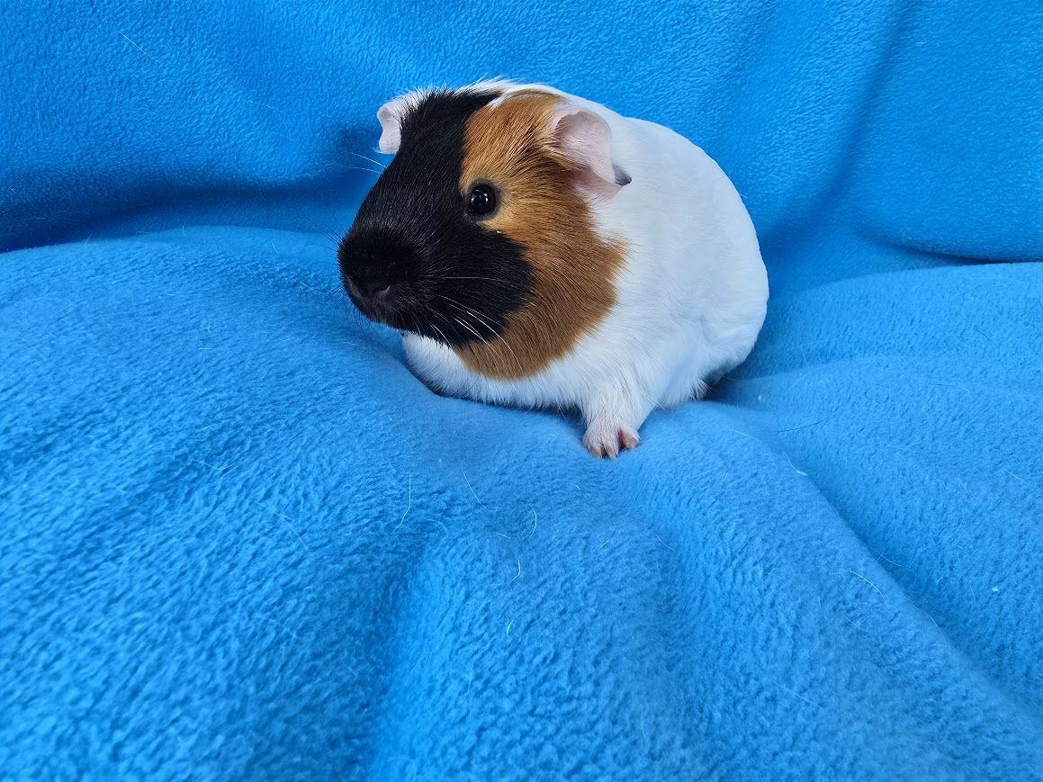 Enlarge Snickerdoodle & Penny, a Adopted Guinea Pig in Baton Rouge, LA image 2/3