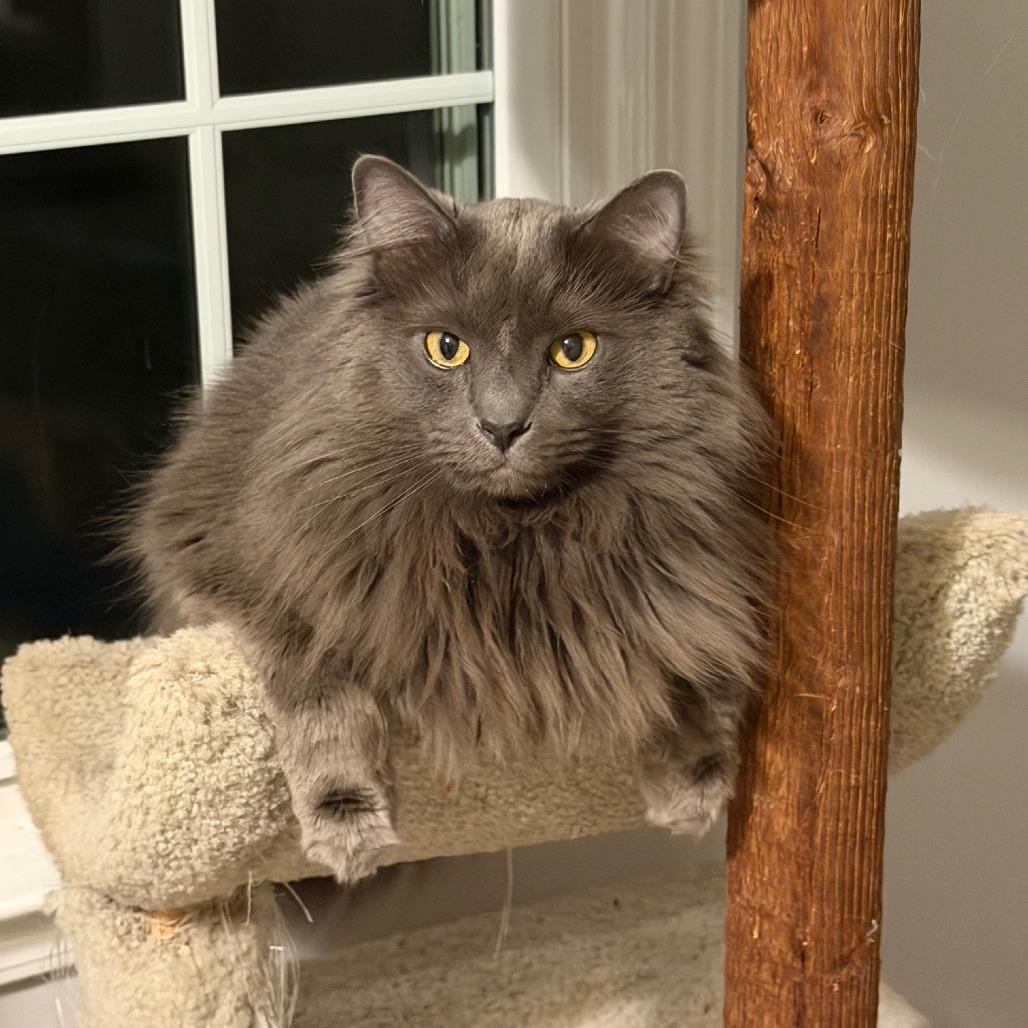 Dexter — thumbnail 4