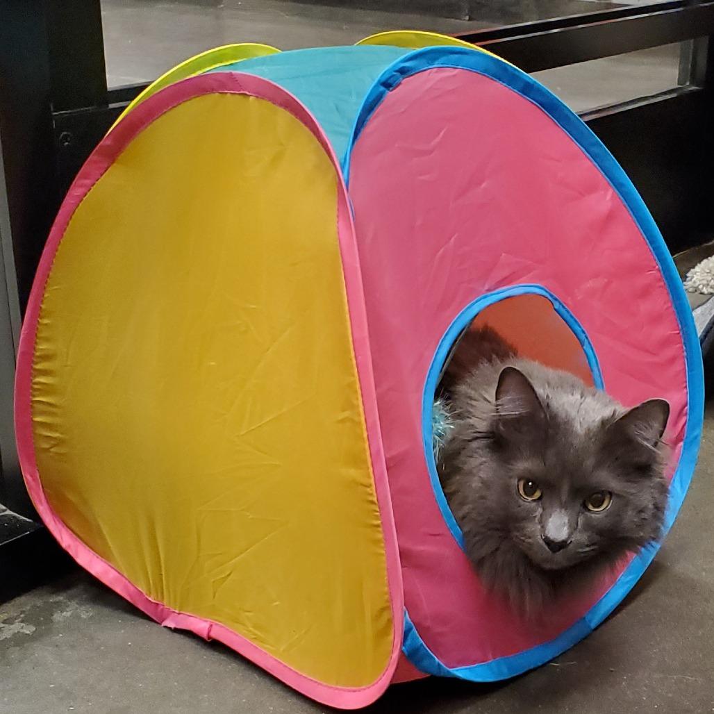 Dexter — thumbnail 5