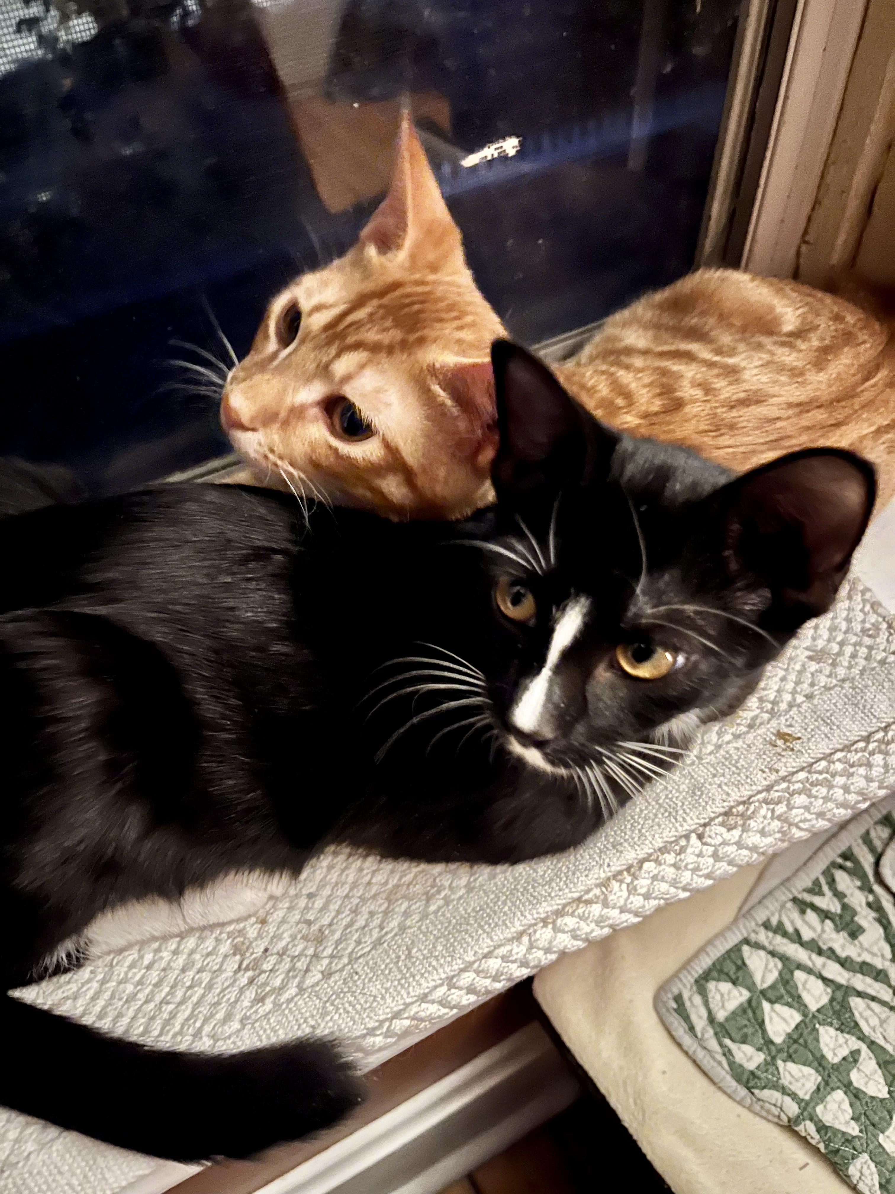 Blaze, an adoptable Domestic Short Hair in Commerce City, CO, 80022 | Photo Image 3