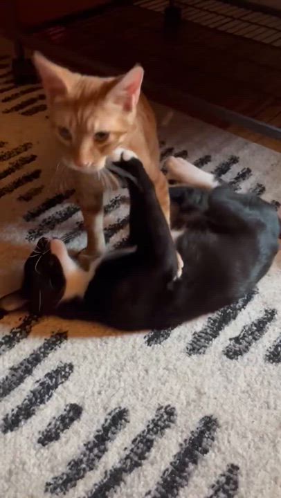 Enlarge Blaze, a Adoptable mixed breed in Commerce City, CO video 4/4