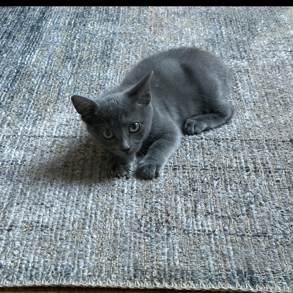 River, adopted, Kitten Female Domestic Short Hair.