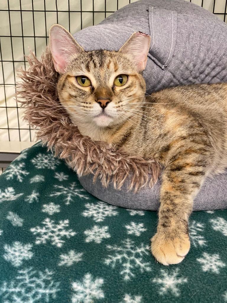 Ombre, Adoptable, Kitten Female Domestic Short Hair.