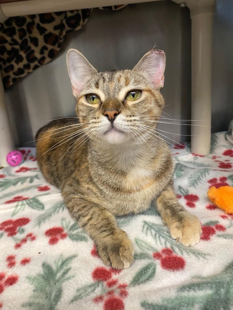 Enlarge Ombre, a Adoptable mixed breed in Grants Pass, OR image 2/5